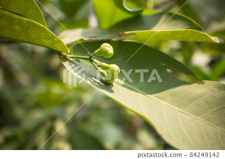 Small Rose Apple or Syzygium Small Rose Apple or Syzygium 84249142