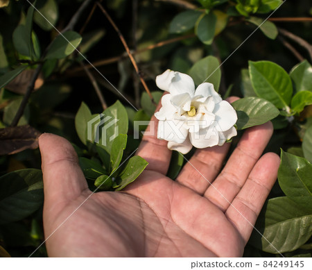 Gardenia jasminoides flower 84249145