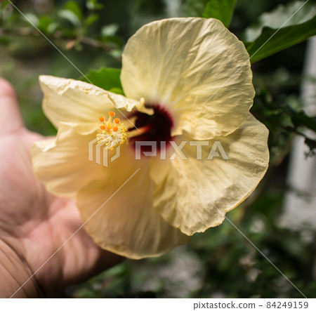 Close up of Yellow Hibiscus rosa-sinensis 84249159