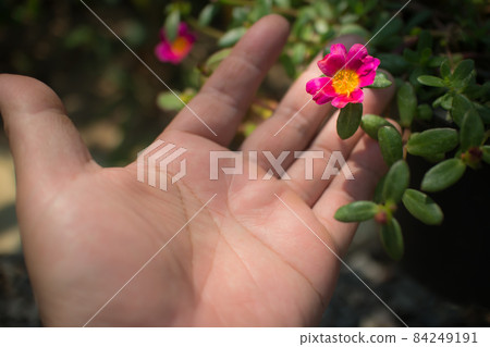 Common Purslane flower Common Purslane flower 84249191