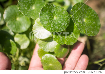 Gotu kola tree Gotu kola tree 84249192