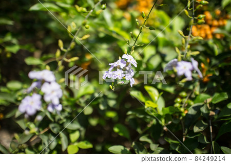 Small white mix violet flower or Duranta repens Flower Small white mix violet flower or Duranta repens Flower 84249214