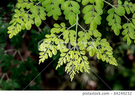 Horse radish tree Horse radish tree 84249232