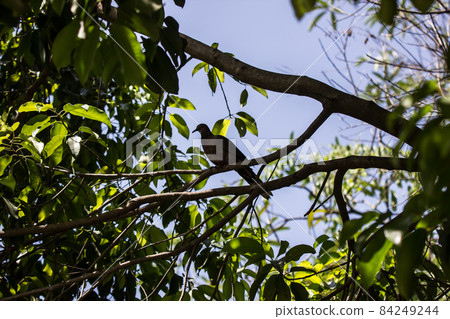 Brown Pigeon sitting on tree 84249244