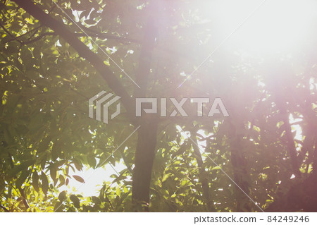 Cinnamomum camphora tree 84249246