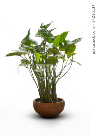 plant on white 84250134