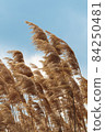 Beige pampas grass plant. Golden reeds, cortaderia plant 84250481