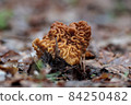 Beautiful gyromitra gigas spring mushrooms, brain 84250482