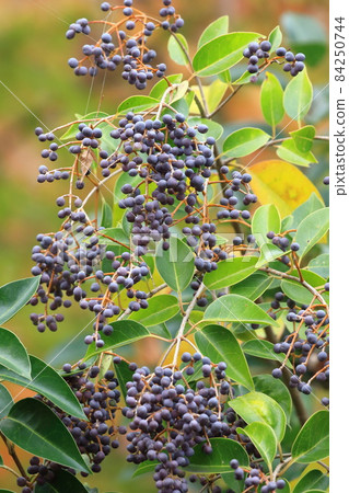 女貞果（有光澤的女貞） 84250744