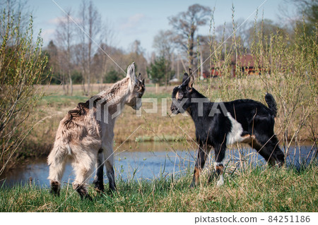 Two young and little goats game of fight Two young and little goats game of fight 84251186