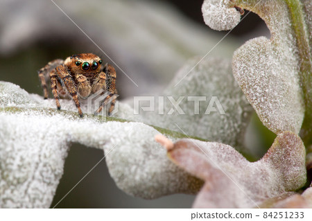 Jumping spider on the oak leaf Jumping spider on the oak leaf 84251233