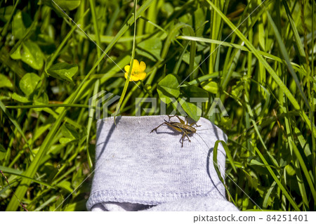 a grasshopper on the meadow grass and yellow flower of creeping buttercup 84251401
