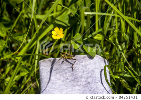a grasshopper on the meadow grass and yellow flower of creeping buttercup 84251431