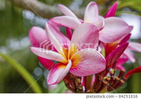 Macro close-up photo. Bright colorful pink of blossoming frangipani in the tree. Soft-focus background. Big Plumeria flower tree, tropical natural park. Macro close-up photo. Bright colorful pink of blossoming frangipani in the tree. Soft-focus background. Big Plumeria flower tree, tropical natural park. 84251816