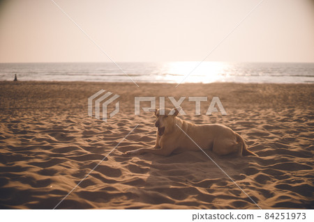 Stray dogs relaxing on the sunset and sandy beaches of Main Beach, Karnataka, India Stray dogs relaxing on the sunset and sandy beaches of Main Beach, Karnataka, India 84251973
