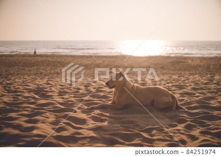 在印度卡納塔克邦主海灘的日落和沙灘上放鬆的流浪狗 在印度卡納塔克邦主海灘的日落和沙灘上放鬆的流浪狗 84251974