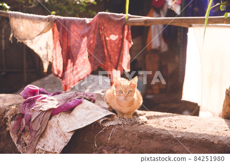 A small town in Goa, India A stray cat sitting and looking at you A small town in Goa, India A stray cat sitting and looking at you 84251980