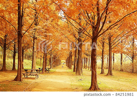 Autumn scenery along the Metasequoia Road 84251981