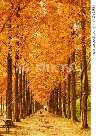 Autumn scenery along the Metasequoia Road Autumn scenery along the Metasequoia Road 84251985