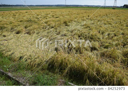Rice ears damaged by wind and flood damage 84252973