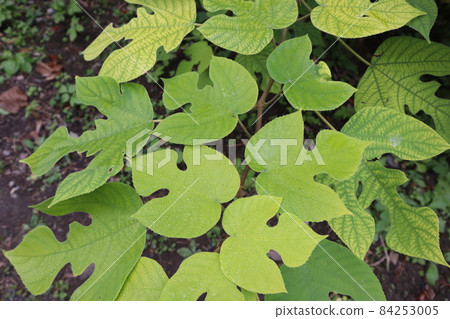 以黃綠、黃綠、葉脈的紙桑葉為焦點拍攝的風景 84253005