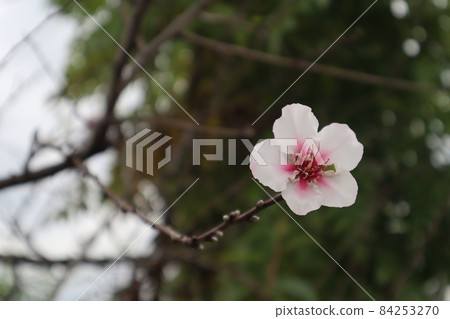 Scenery taken by focusing on almond flowers 84253270