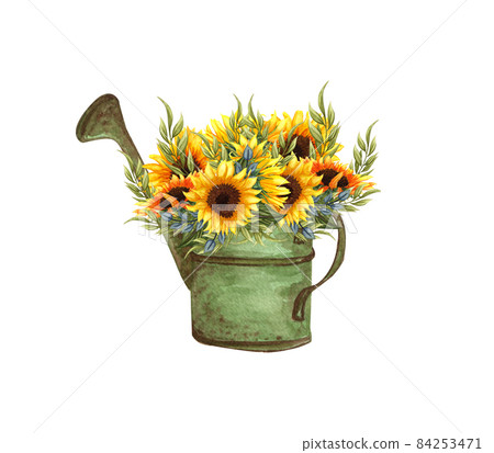 Watercolor water can with wildflowers bouquet inside, hand drawn rustic composition isolated on a white background. Watercolor illustration of sunflower bouquet garden. Summer yellow wildflowers Watercolor water can with wildflowers bouquet inside, hand drawn rustic composition isolated on a white background. Watercolor illustration of sunflower bouquet garden. Summer yellow wildflowers 84253471