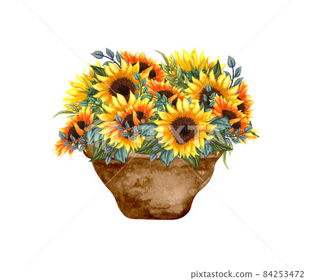 Watercolor basket with wildflowers bouquet inside, hand drawn rustic composition isolated on a white background. Watercolor illustration of sunflowers bouquet in a basket. Summer yellow wildflowers Watercolor basket with wildflowers bouquet inside, hand drawn rustic composition isolated on a white background. Watercolor illustration of sunflowers bouquet in a basket. Summer yellow wildflowers 84253472