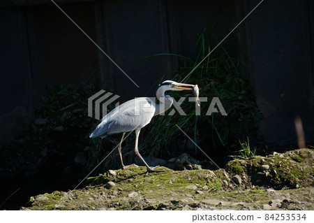 Predation of gray heron and heron 84253534