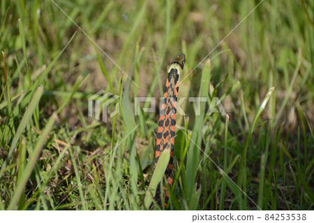 Yamakagashi / Red Snake 84253538