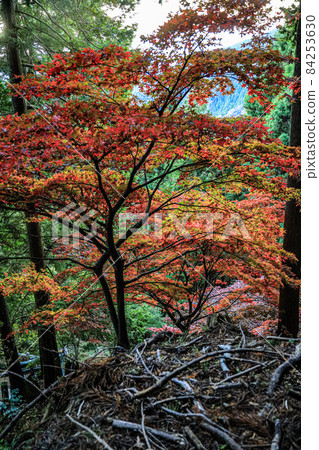 秋天的樹葉 秋天的樹葉 84253630