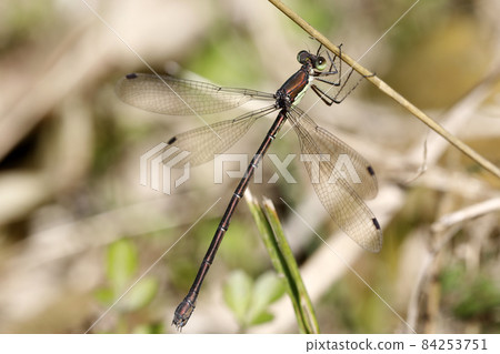 哦是的 哦是的 84253751