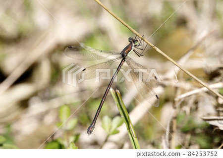 Oh yeah Oh yeah 84253752