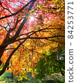 Autumn leaves with a beautiful contrast of red, yellow and green 84253771