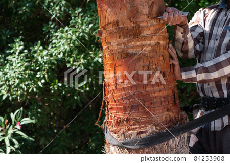 A gardener pruning leaves of palm.Trimming and cutting large palm trees in gardening work. Sawdust came out during working. 84253908