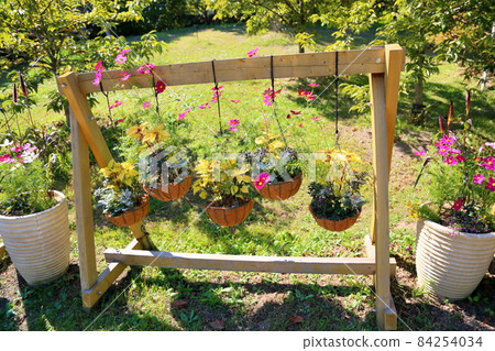 Hanging basket flower cosmos 84254034