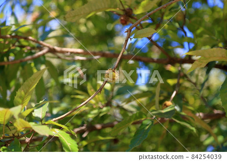 Kunugi橡子 84254039