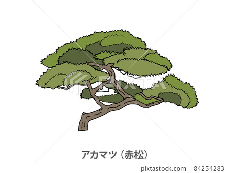 [Prefectural tree] Red pine (Akamatsu) Yamaguchi Prefecture 84254283