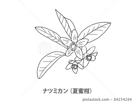 [Prefectural flower] Natsumikan (Natsudaidai) Yamaguchi Prefecture-Line drawing 84254284