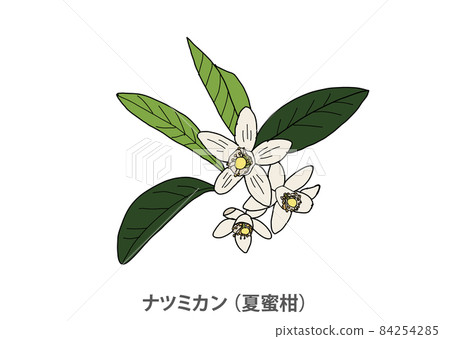 [Prefectural flower] Natsumikan (Natsudaidai) Yamaguchi Prefecture 84254285