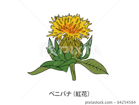 [Prefectural flower] Safflower (red flower) Yamagata prefecture 84254584
