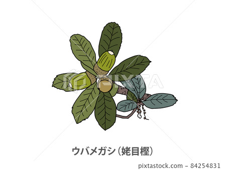 [Prefectural tree] Ubamegashi (Oak) Wakayama Prefecture 84254831