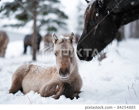 Parent and child of Hokkaido horse 84254885