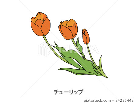 [Prefectural flower] Tulip Toyama prefecture 84255442