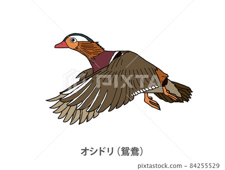 [縣鳥]鴛鴦（鴛鴦）鳥取縣 84255529