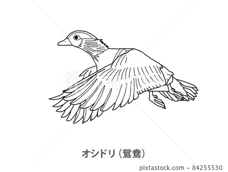 【縣鳥】鴛鴦（鴛鴦）鳥取縣線描 84255530