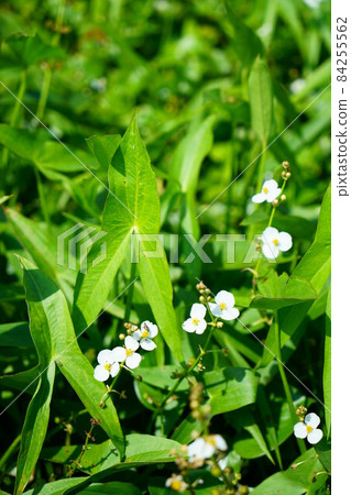 2285 Sagittaria trifolia 84255562