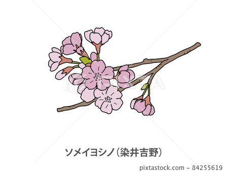 [Prefectural flower] Yoshino cherry tree (Yoshino cherry tree) Tokyo 84255619