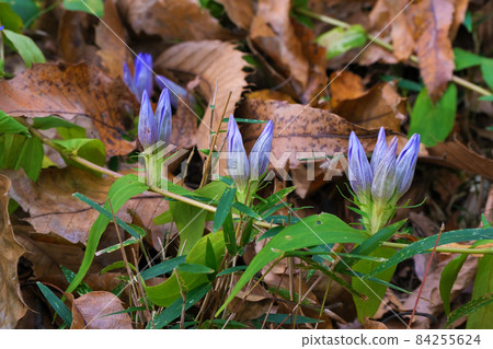 The typical autumn wild grass gentian is also called bamboo gentian because its leaves resemble bamboo grass. The typical autumn wild grass gentian is also called bamboo gentian because its leaves resemble bamboo grass. 84255624