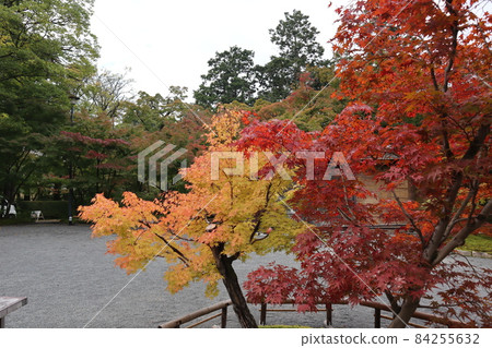 A landscape with maple and stone gravel squares colored in red, orange and yellow and trees of various colors and types A landscape with maple and stone gravel squares colored in red, orange and yellow and trees of various colors and types 84255632